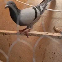 نرسبز مهر شهرستانی