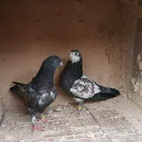 فروش ۸جفت جوجه کبوتر