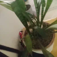 گل و گلدون