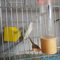 سه عدد قناری ماده
