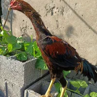 خروس اشامو