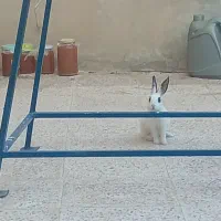 خرگوش
