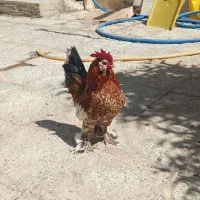 خروس مینیاطوری سیبرایت