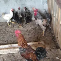 خروس|حیوانات مزرعه|کازرون, |دیوار