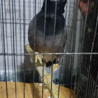 مرغ مینا سخنگو