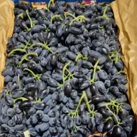 فروش  انگور شاهانی اصل(سلطانی)
