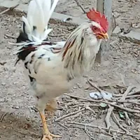 خروس گلین