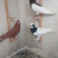 کفتر|پرنده|شیراز, شهرک صنعتی شیراز|دیوار