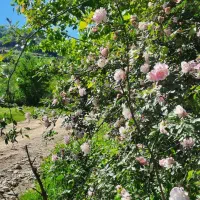 500متر-زمین-کنار-بافت-کوچه-فرهنگ-شموشک-علیا