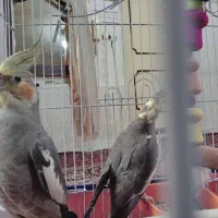 عروس هلندی نیمه دستی