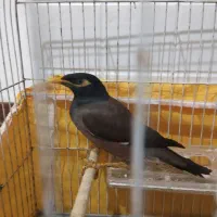 مرغ مینا
