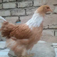 جوجه برهما