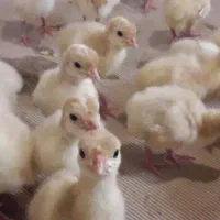 جوجه بوقلمون بیوتی فوق سنگین