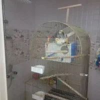 عروس هلندی