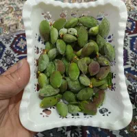 چاقاله