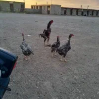 جوجه لاری