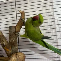 طوطی ملنگو