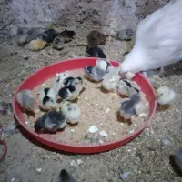 جوجه مرغ گلین لری