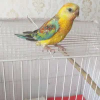 طوطی آوازه خوان