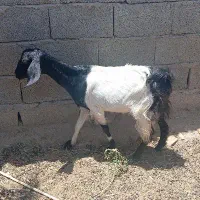بز سرحال