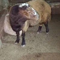 قوچ افشار گردش عالی