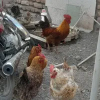 مرغ|حیوانات مزرعه|مشهد, طرق|دیوار