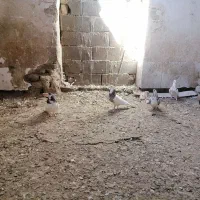 کبوتر|پرنده|شیروان (خراسان), |دیوار