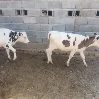 فروش فوری