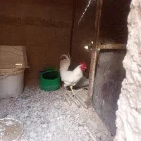 خروس گلین چهل تاج