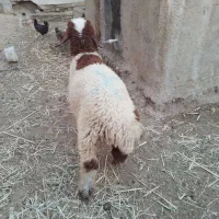 چمران
