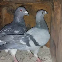 سلام