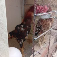 خروس و مرغ لاری