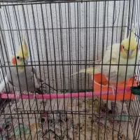 عروس هلندی