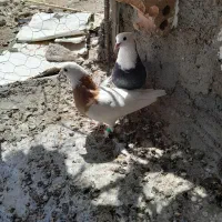 کبوتر