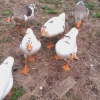 غاز|پرنده|خشکبیجار, |دیوار