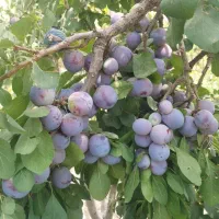 آلو درشت وآبدار