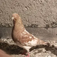 نر کله هندی دونسته