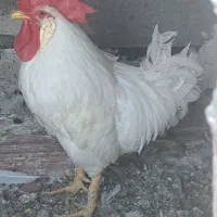 خروس یکساله ۲۰۰۰۰۰۰تومان