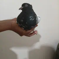 کبوتر