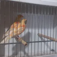 جوجه قناری