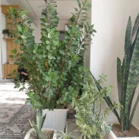گل طبیعی