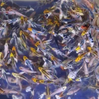 فروش ماهی کوی با کیفیت