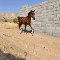 اسب کره نریان  طلایی 5نشان