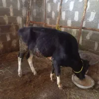 گاو نر ورزا کوله
