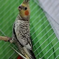 فروش یک جفت جوجه  طوطی عروس زیبا