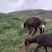 میش قوچ
