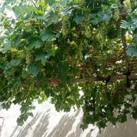 انگور عسگری وانجیر سیاه