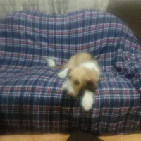 توله 3ماهه شیتزو تریر