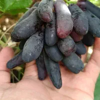 انگور سویت شاپر