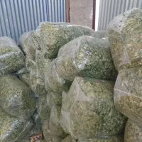 علوفه ذرت خوراک دام